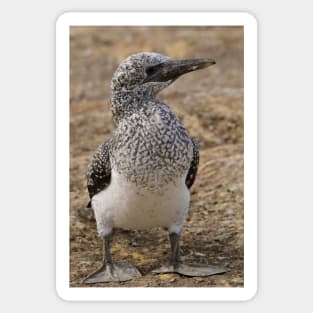 Gannet Chick Sticker